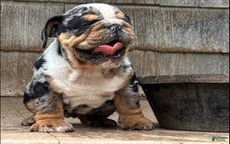 English Bulldog dogs for sale: Prince - Image 7