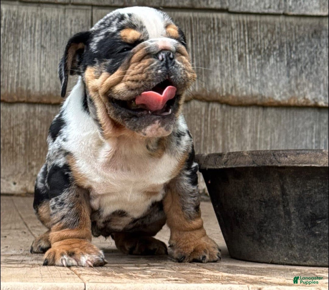 English Bulldog dogs for sale: Prince - Image 7