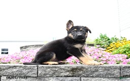 German Shepherd dogs for sale: Scout - Image 5