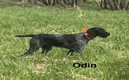German Wirehaired Pointer dogs for sale: Boy 2 - Image 3