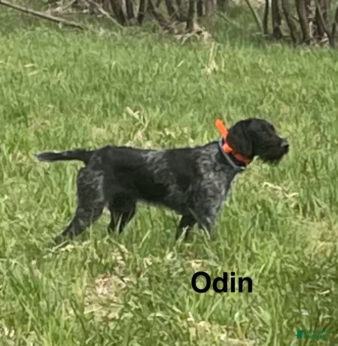 German Wirehaired Pointer dogs for sale: Boy 2 - Image 3