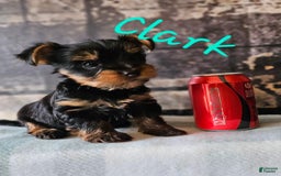 Yorkshire Terrier dogs for sale: Clark - Image 3