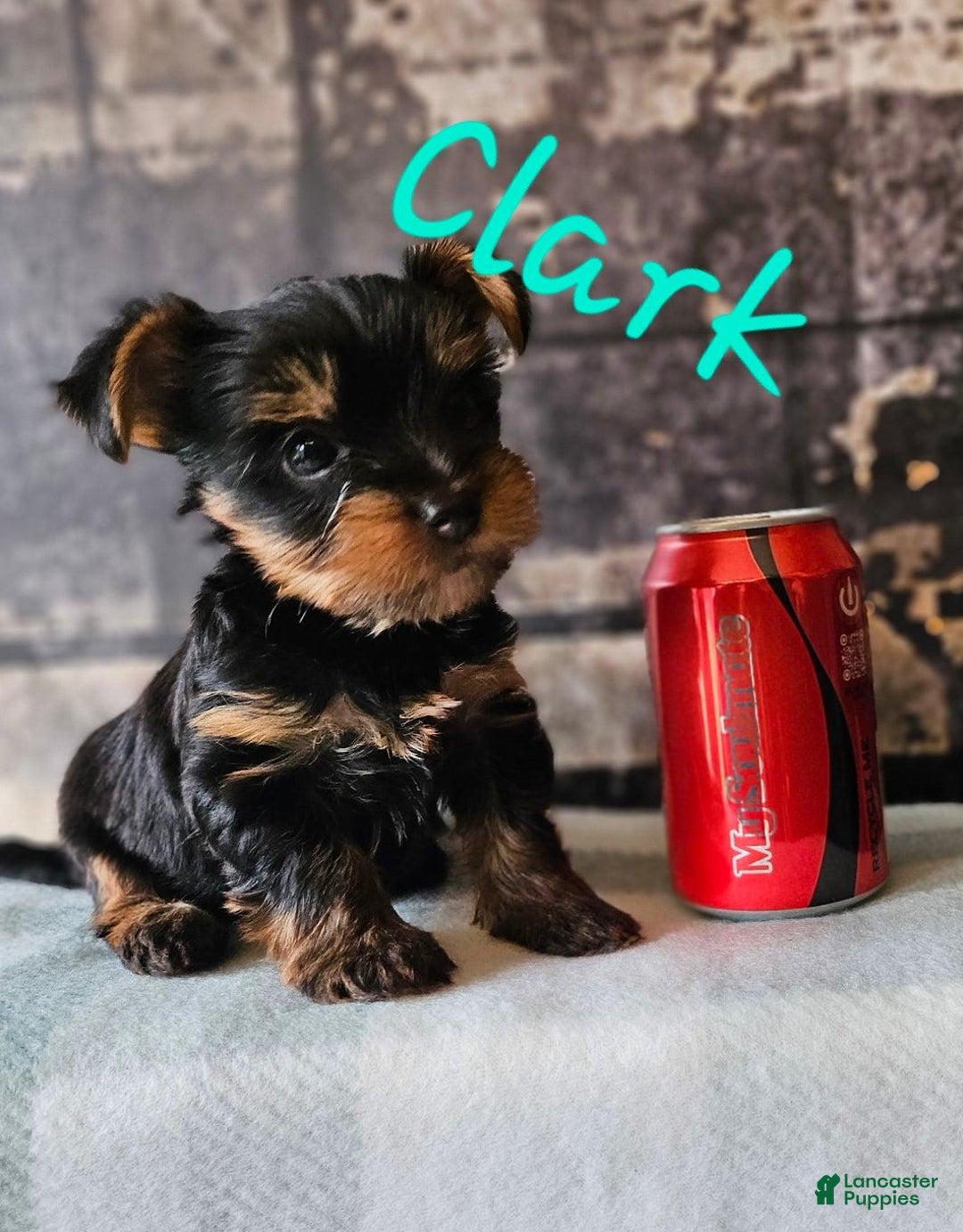 Yorkshire Terrier dogs for sale: Clark - Image 3