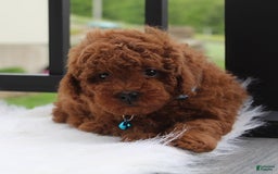 Toy Poodle dogs for sale: Tommy - Image 4