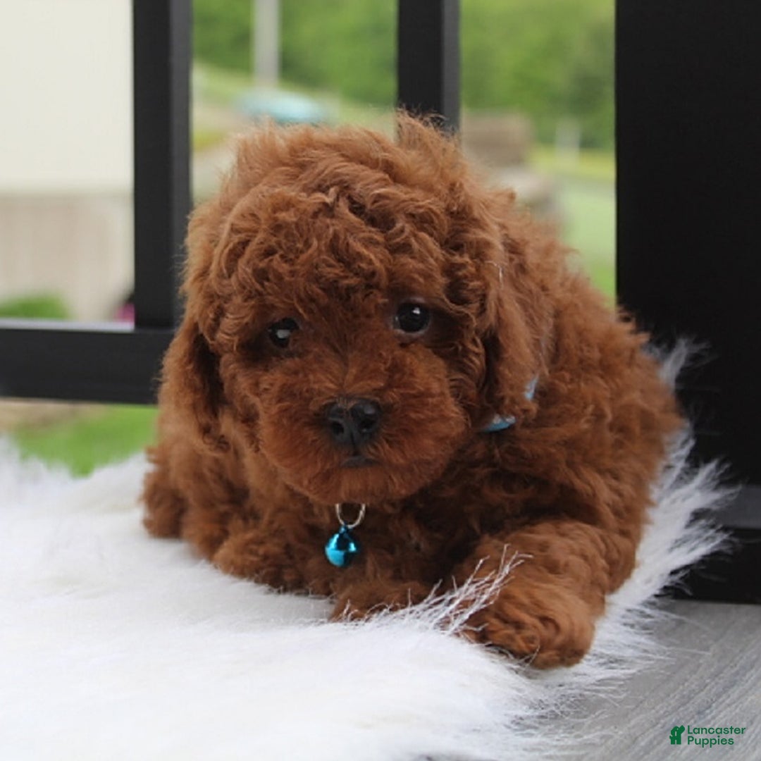 Toy Poodle dogs for sale: Tommy - Image 4