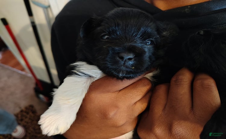 Shih Tzu dogs for sale - Ad 2