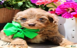 Cockapoo dogs for sale: Herman - Image 1