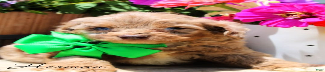 Herman