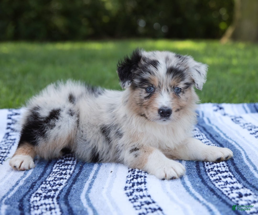 Australian Shepherd dogs for sale: Georgia - Image 4