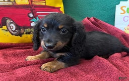 Dachshund dogs for sale: Rocket - Image 4