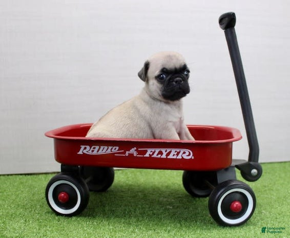 Pug dogs for sale - Ad 4