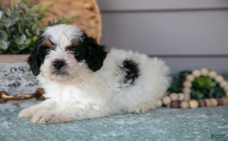 Miniature Poodle dogs for sale - Ad 1