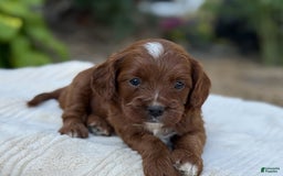 Cavapoo dogs for sale: Lincoln - Image 16