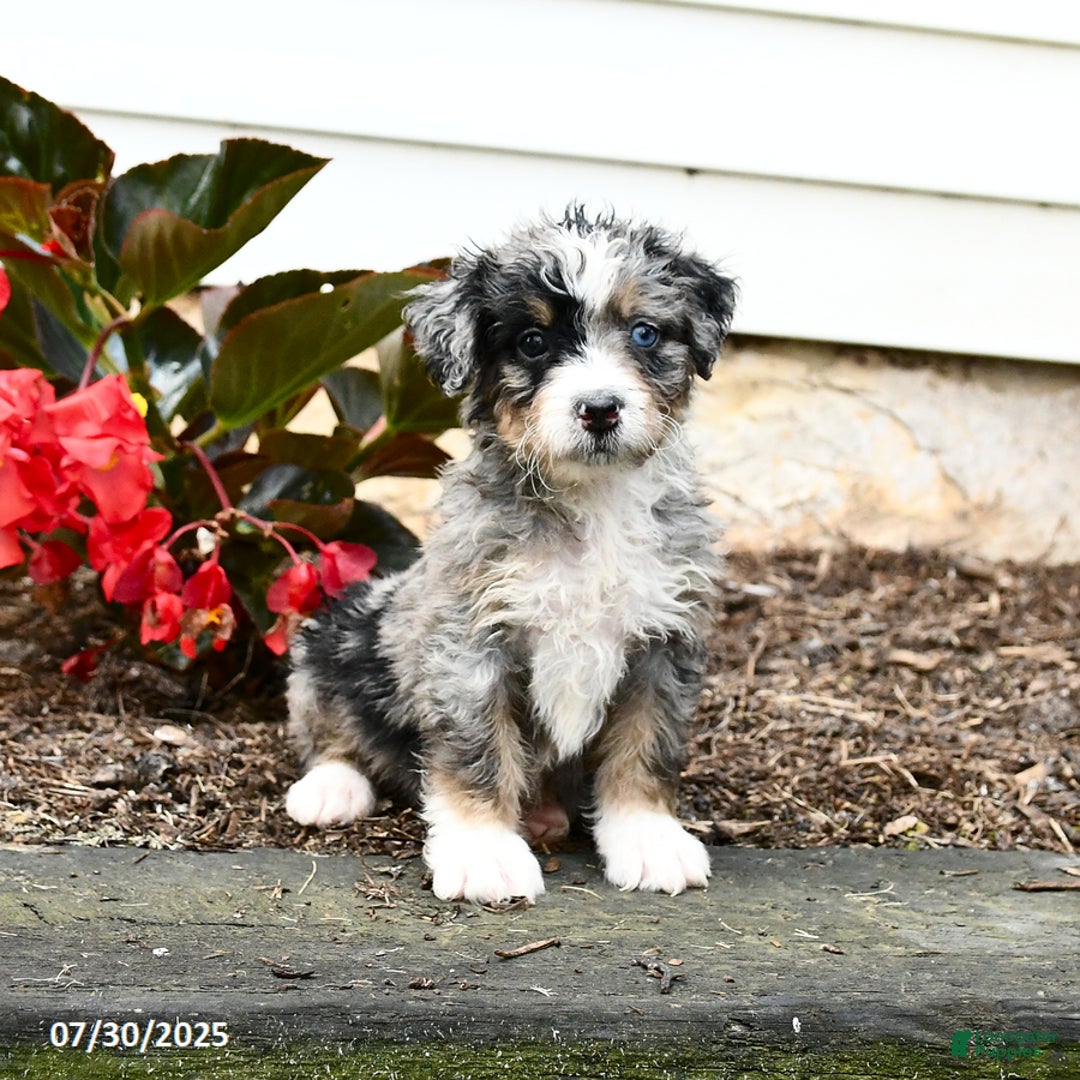 Mini Bernedoodle dogs for sale: Chili - Image 2