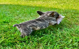 French Bulldog dogs for sale: Rocky - Image 1
