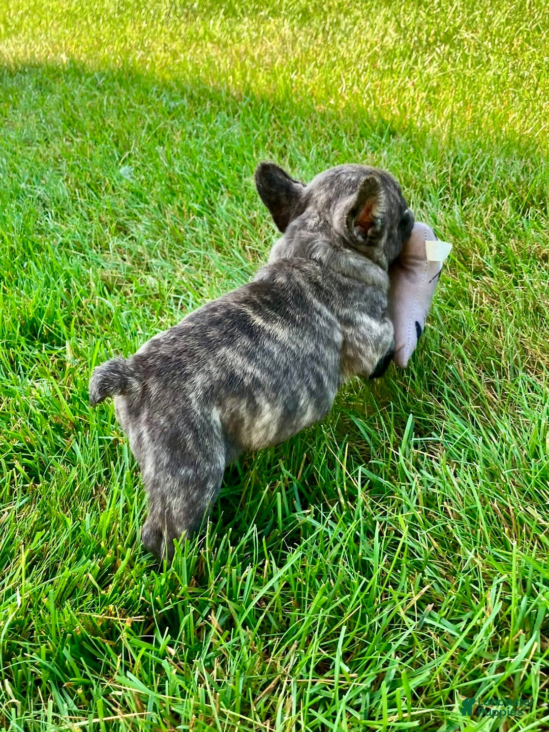 French Bulldog dogs for sale: Rocky - Image 1