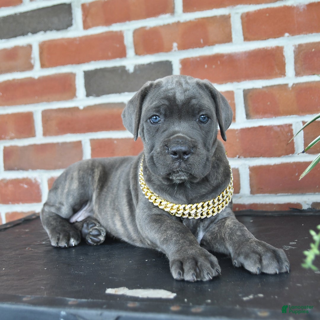 Cane Corso dogs for sale: Lilac - Image 1