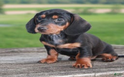 Miniature Dachshund dogs for sale: Chief - Image 1