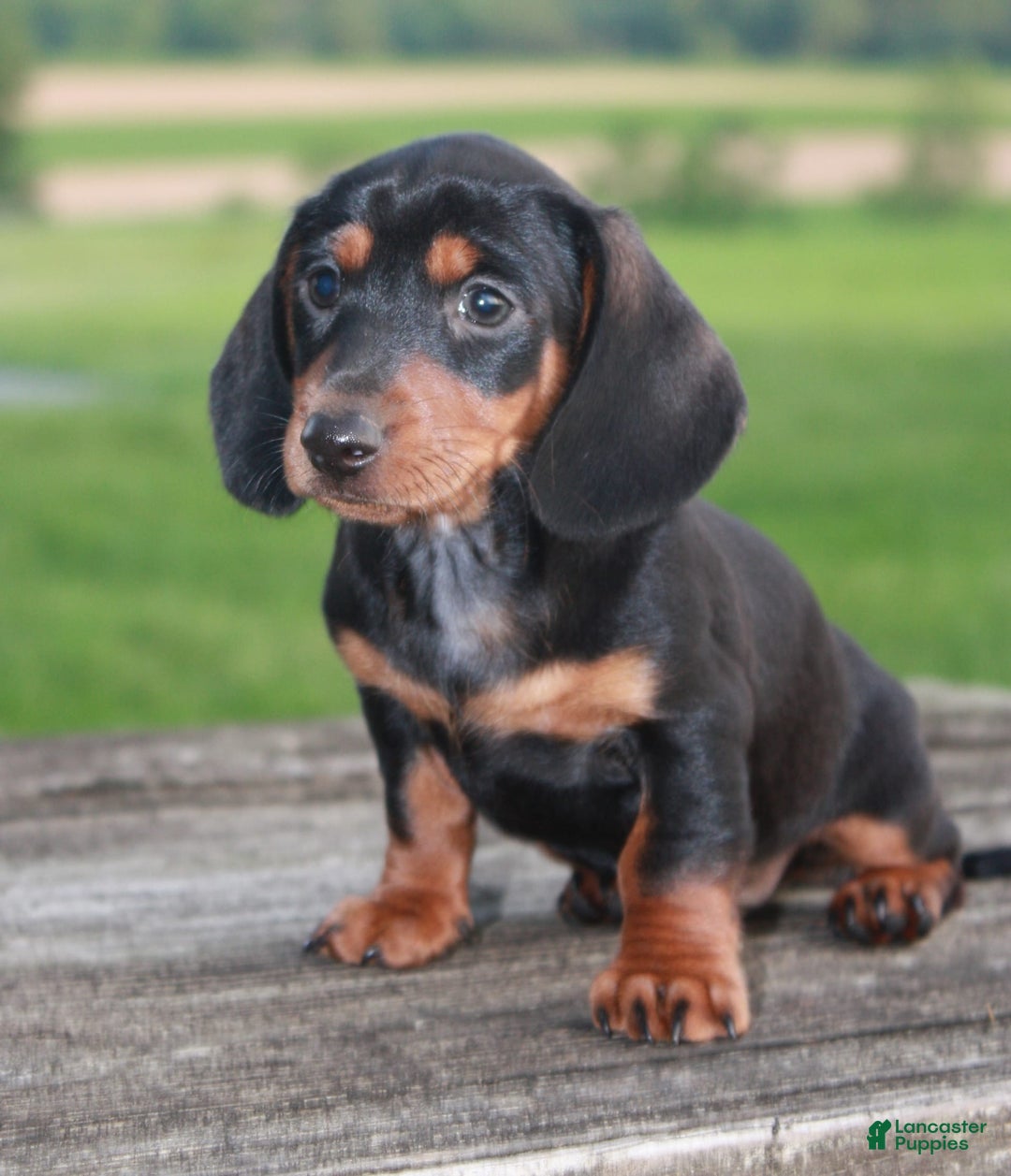 Miniature Dachshund dogs for sale: Chief - Image 1