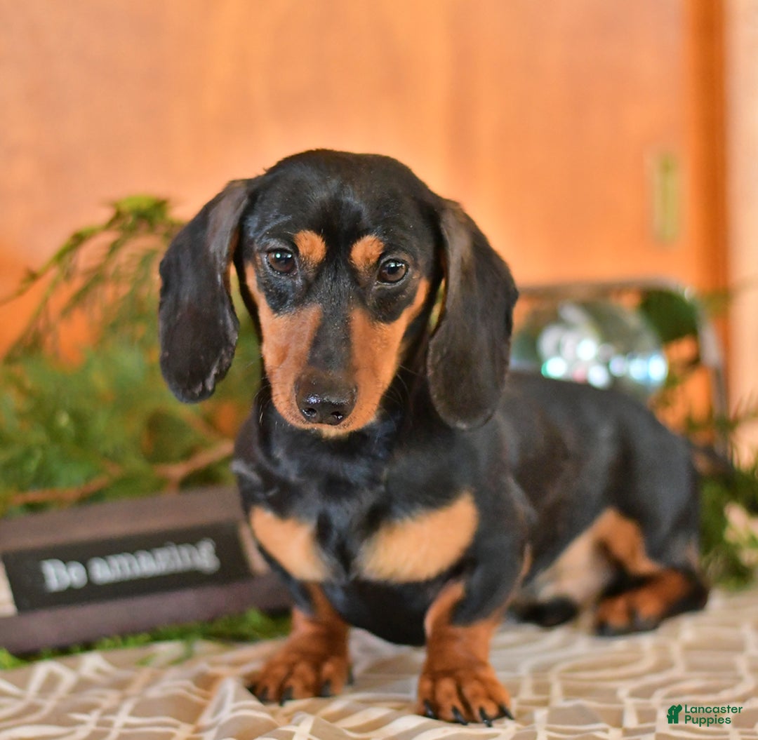 Miniature Dachshund dogs for sale: Cola - Image 32