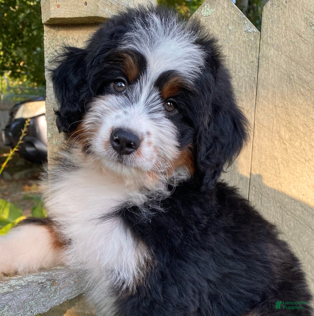 Mini Bernedoodle dogs for sale: 💚 In Boston Massachusetts 💚 Traditional Tri Color 💚 Mini Bernedoodle 💚 - Image 14
