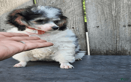 Toy Poodle dogs for sale: Penelope - Image 1