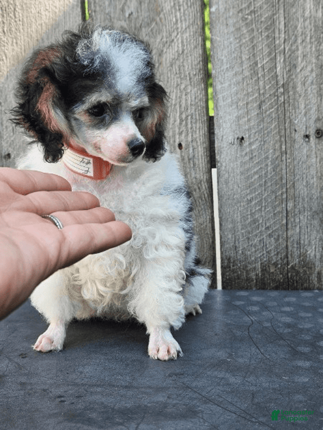 Toy Poodle dogs for sale: Penelope - Image 1
