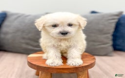 Mini Goldendoodle dogs for sale: Benny - Image 3