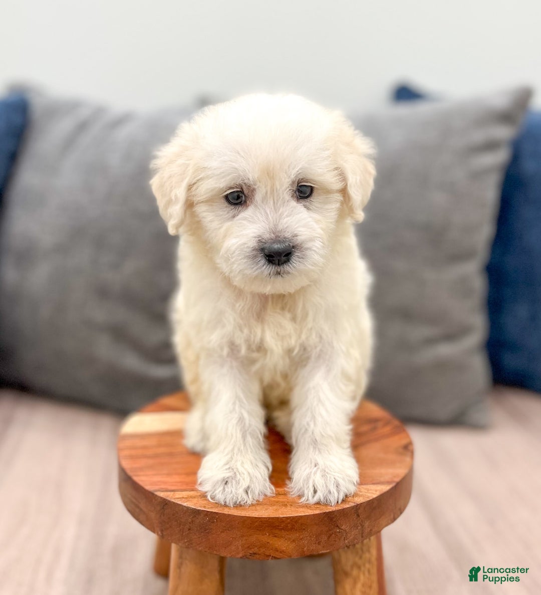 Mini Goldendoodle dogs for sale: Benny - Image 3