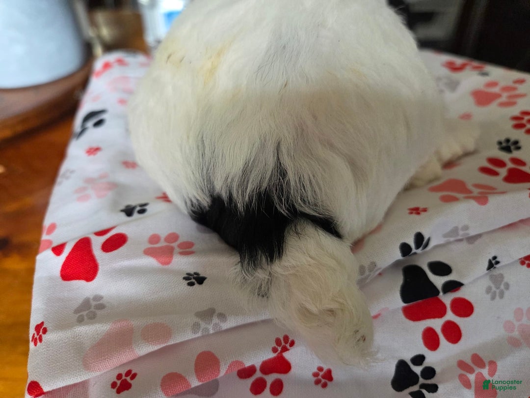 Toy Poodle dogs for sale: Paisley 2nd Girl - Image 2