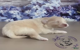 Pomeranian dogs for sale: Sunny - Image 3