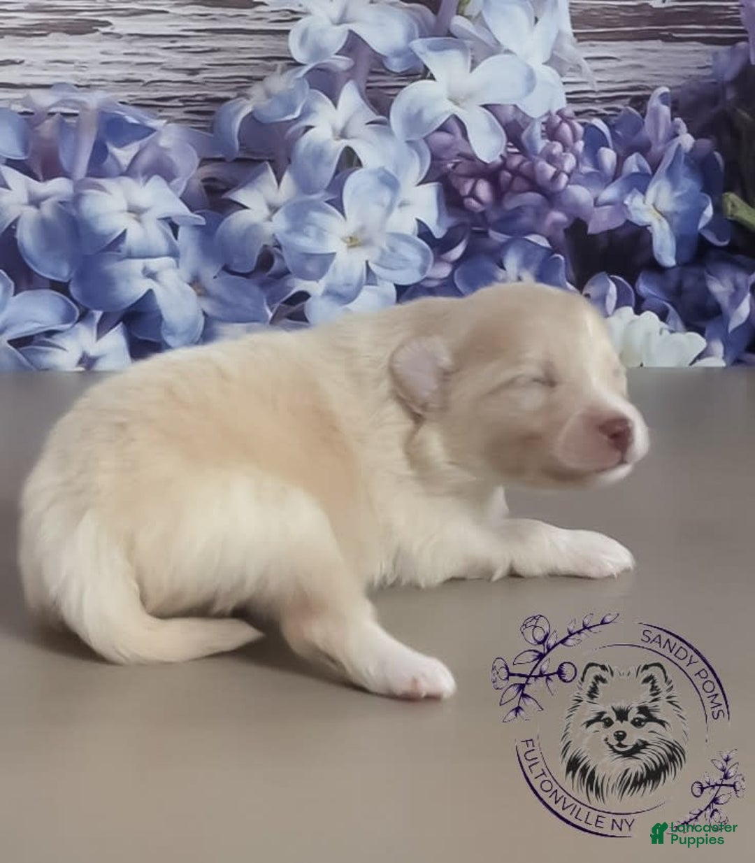 Pomeranian dogs for sale: Sunny - Image 3