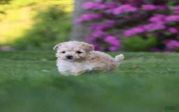 Havapoo dogs for sale: Miley - Image 3