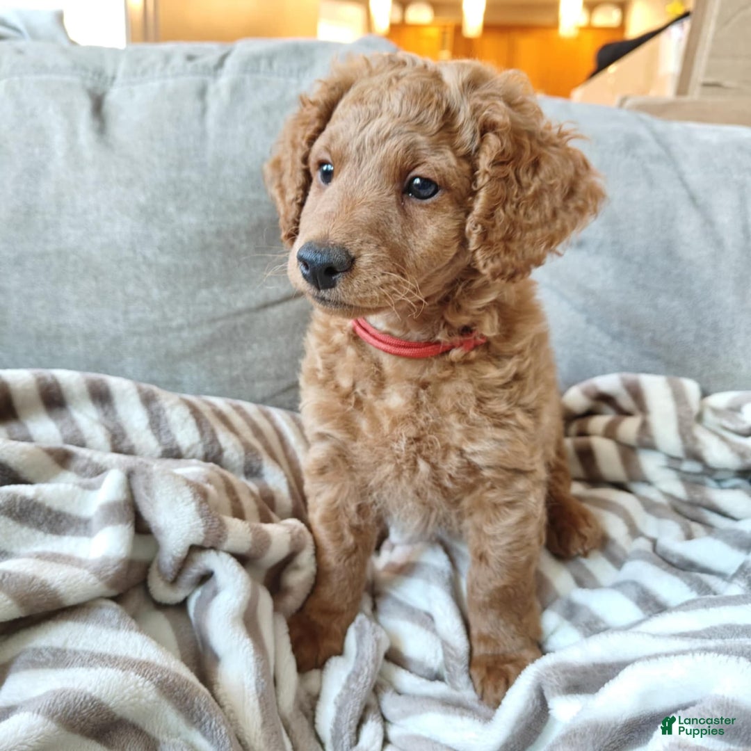 Miniature Poodle dogs for sale: Red - Image 4