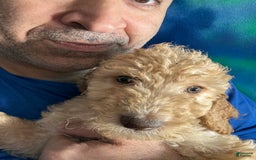 Goldendoodle dogs for sale: Luna - Image 4