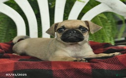 Pug dogs for sale: Pug 2 puppies - Image 3