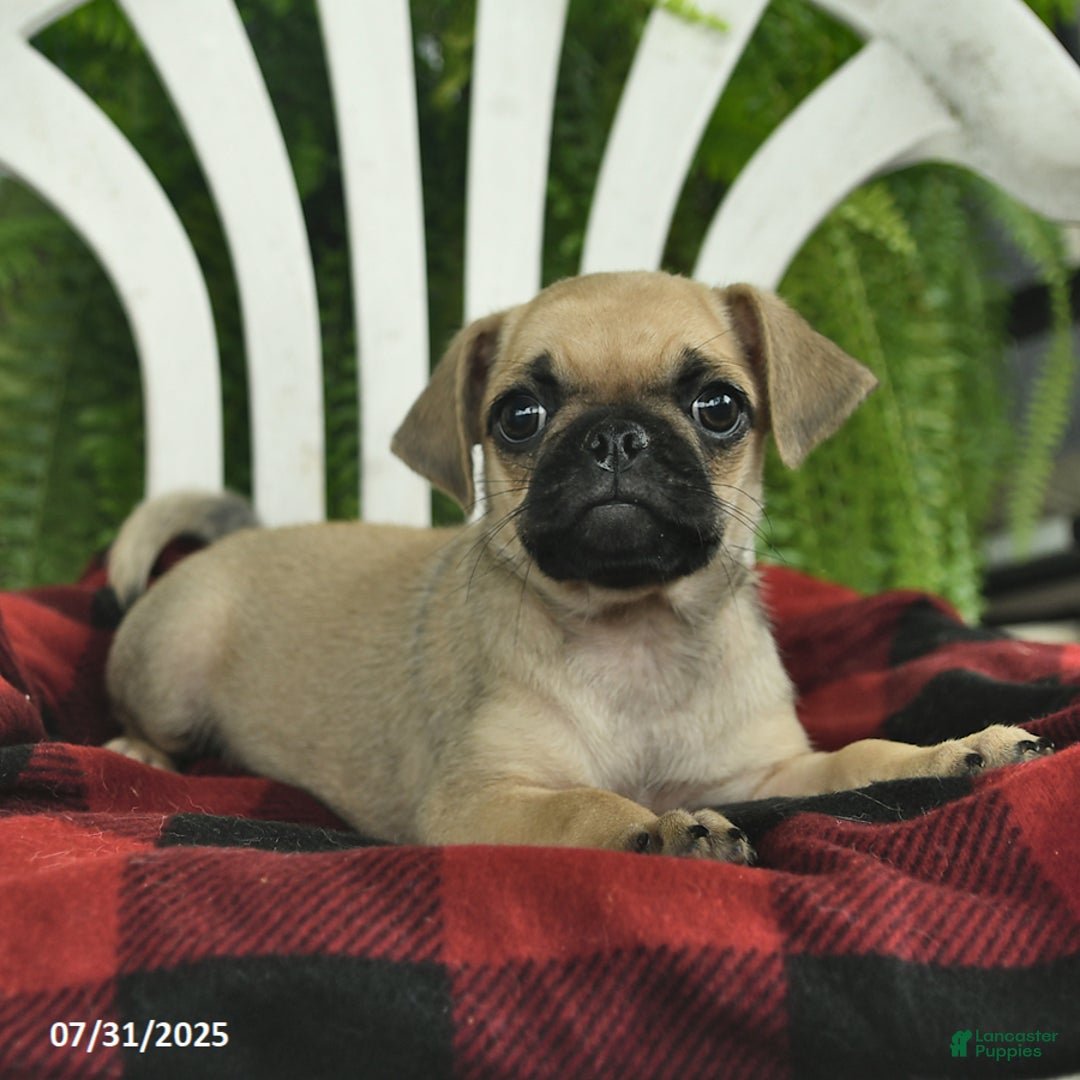 Pug dogs for sale: Pug 2 puppies - Image 3