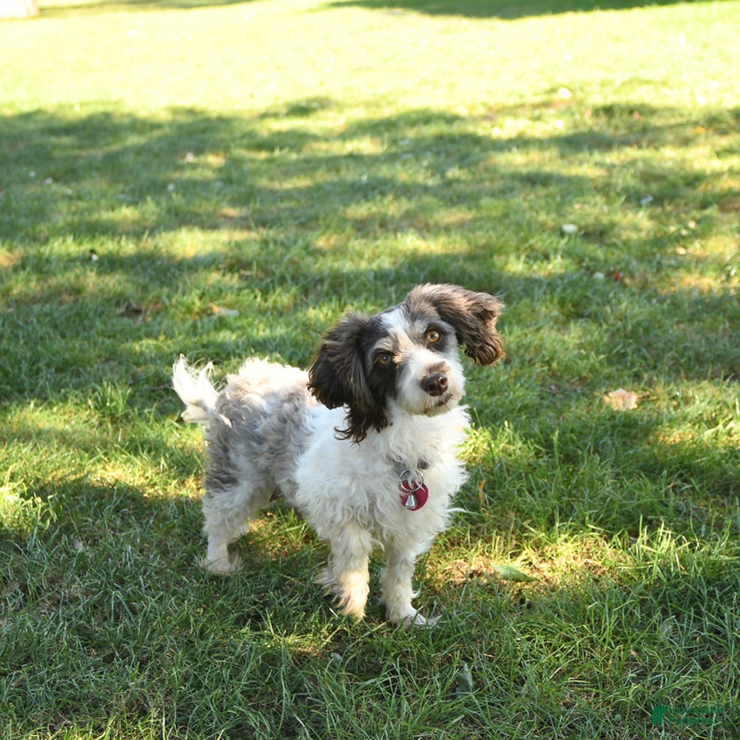 Havapoo dogs for sale: House Raised Billy - Image 20