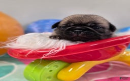 Pug dogs for sale: Lona - Image 1