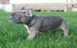 French Bulldog dogs for sale: French Bulldog 3 puppies - Image 32