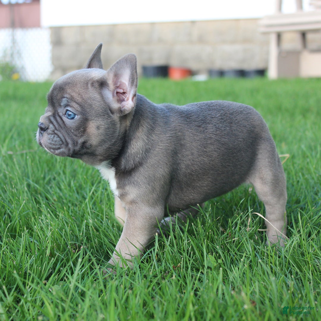 French Bulldog dogs for sale: French Bulldog 3 puppies - Image 32