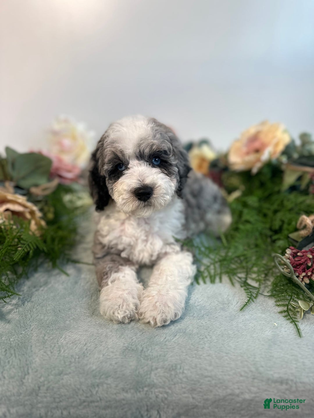 Mini Bernedoodle dogs for sale: Pearl - Image 6