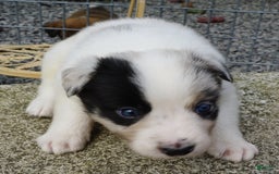 Border Collie dogs for sale: Riley - Image 6