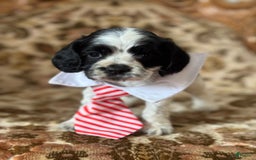 Cocker Spaniel dogs for sale: Oreo - Image 3