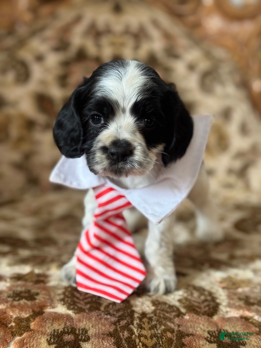 Cocker Spaniel dogs for sale: Oreo - Image 3