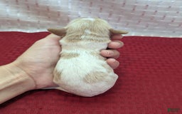 Cockapoo dogs for sale: Betsy - Image 9