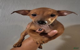 Chihuahua dogs for sale: Toby - Image 1