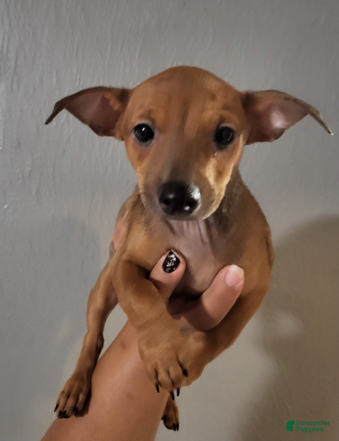 Chihuahua dogs for sale: Toby - Image 1