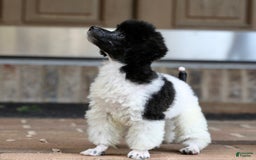Miniature Poodle dogs for sale: Nugget - Image 27
