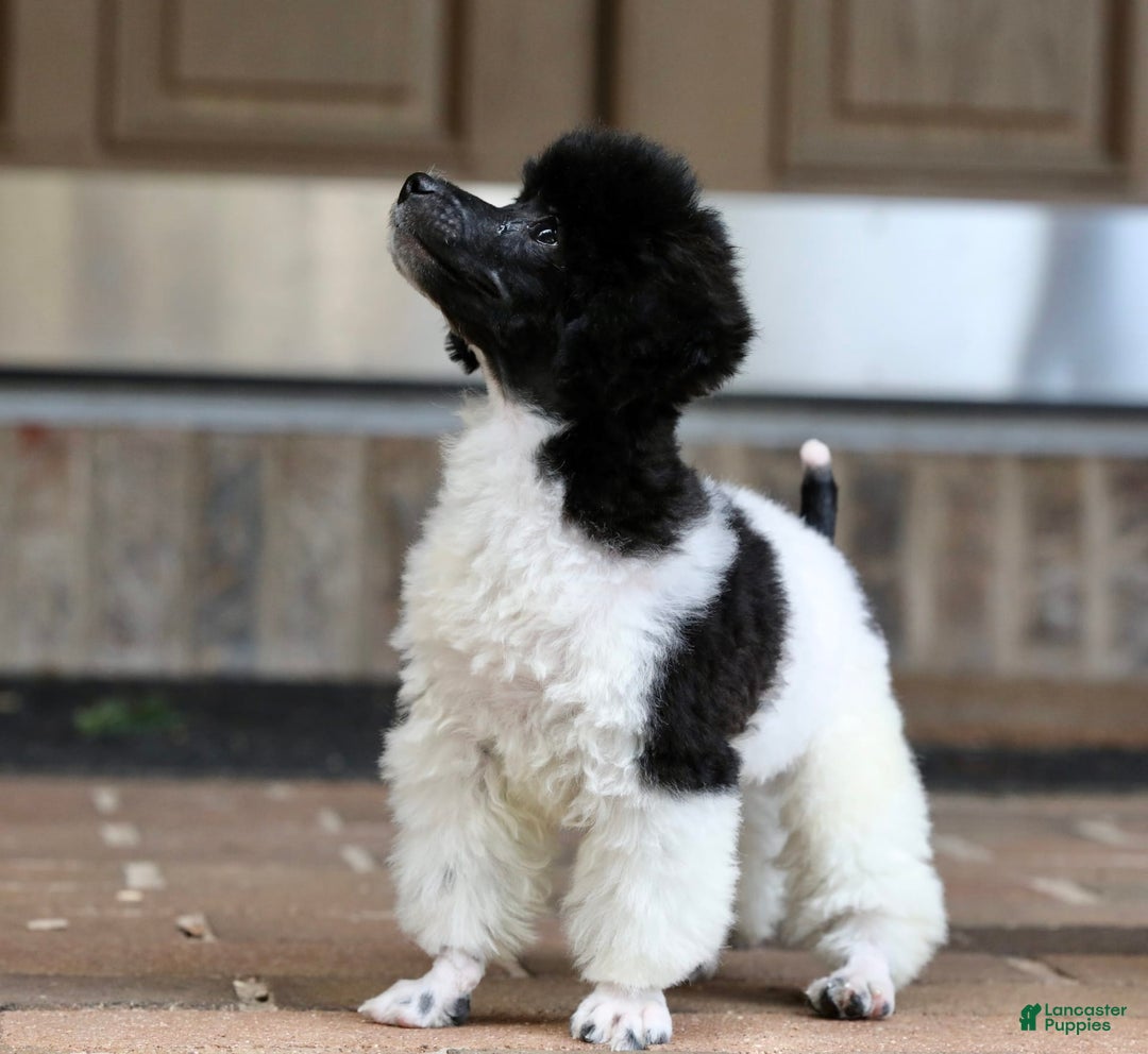 Miniature Poodle dogs for sale: Nugget - Image 27